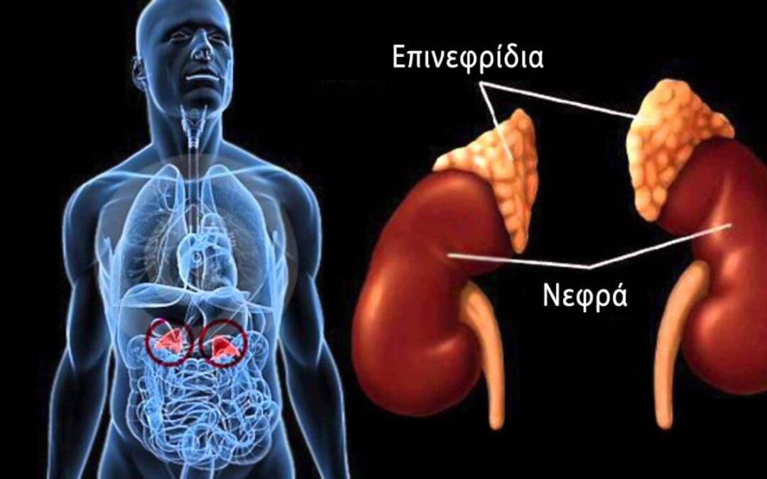 epinefridia