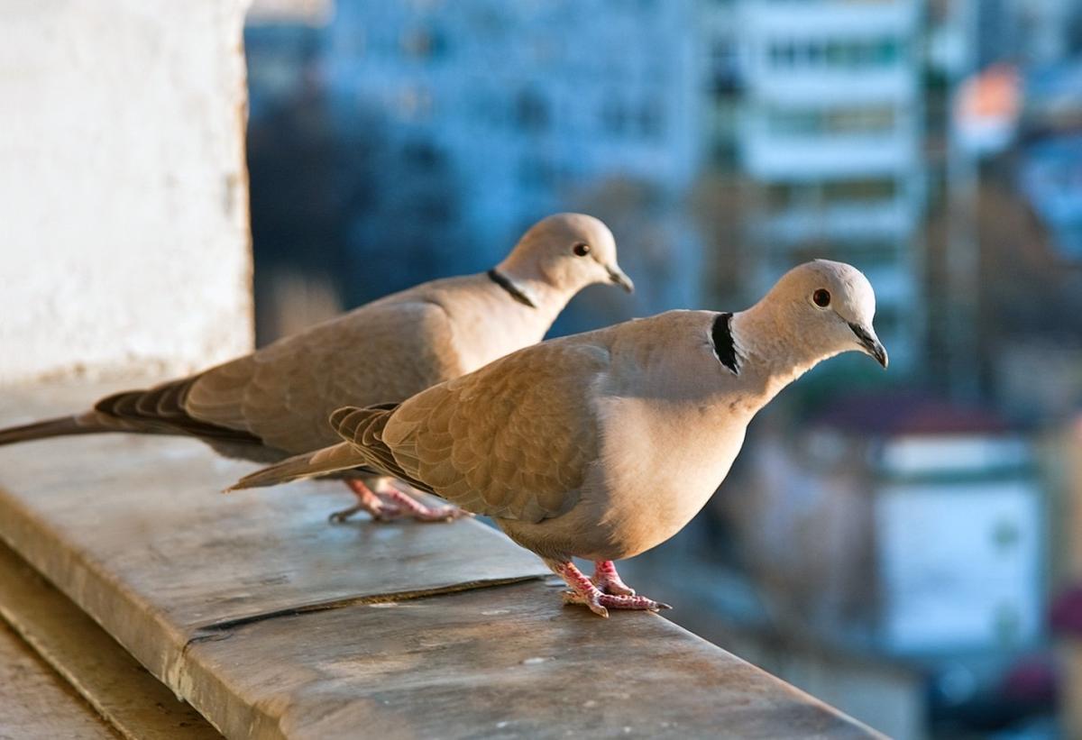 streptopelia decaocto balcony two 8