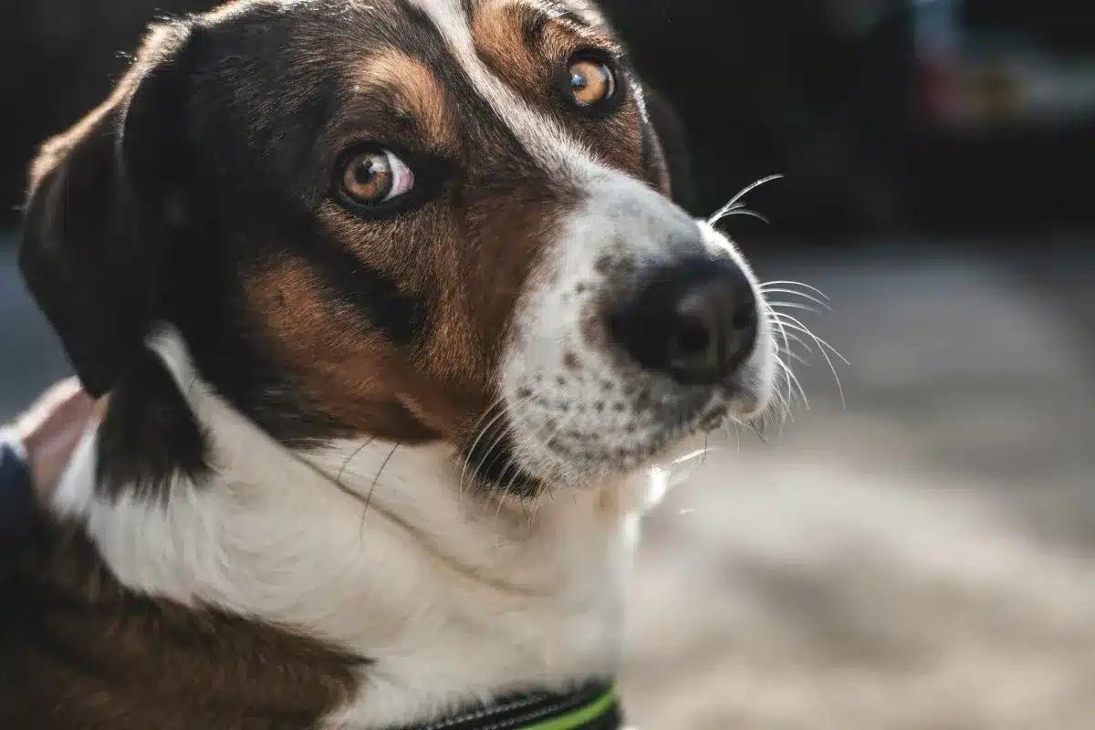 dog sense bad people