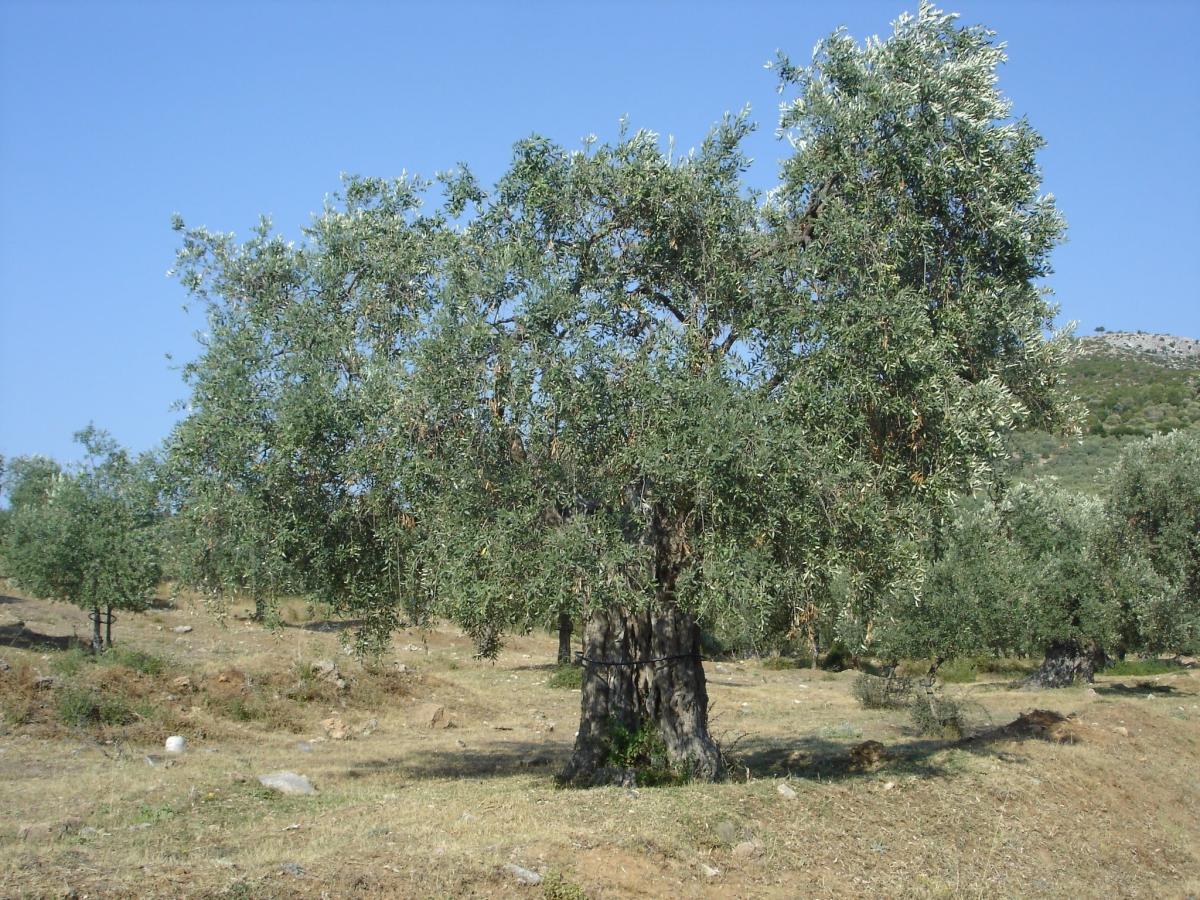 elaiodentro