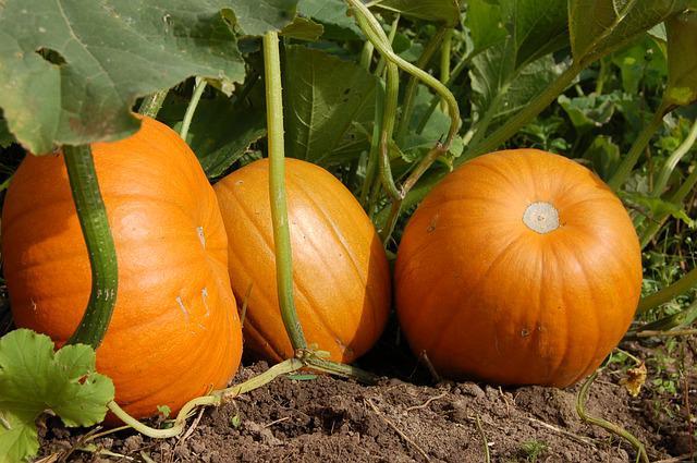 pumpkin g708a026a7 640 1656681805