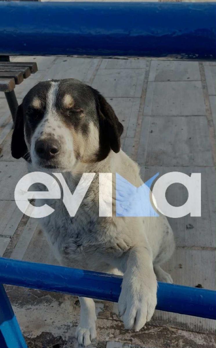 Νέα κτηνωδία: Πυροβόλησαν και σκότωσαν αδέσποτο σκύλο στη Λίμνη Ευβοίας - Αναζητείται ο δράστης 1 skylos 1