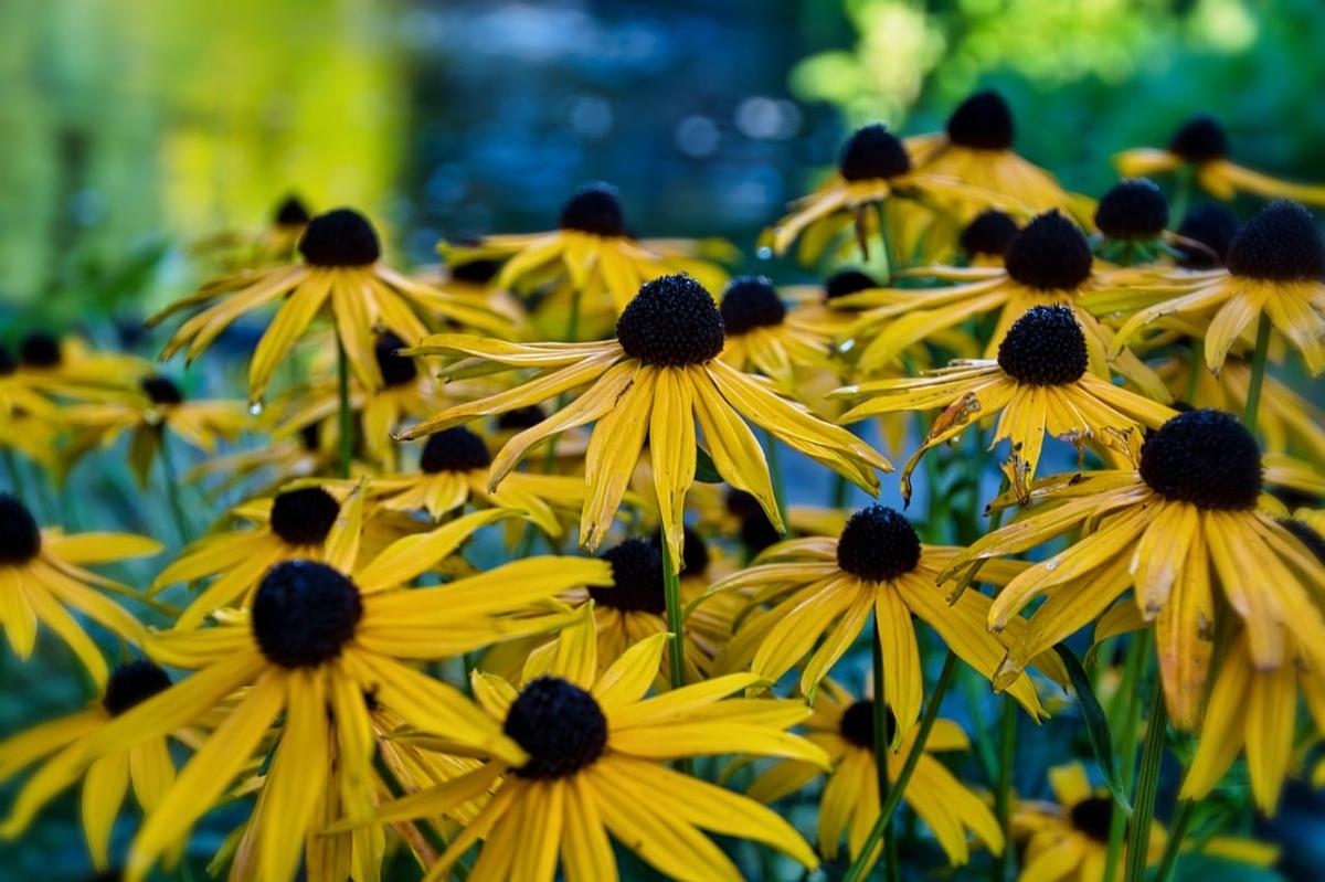 coneflowers