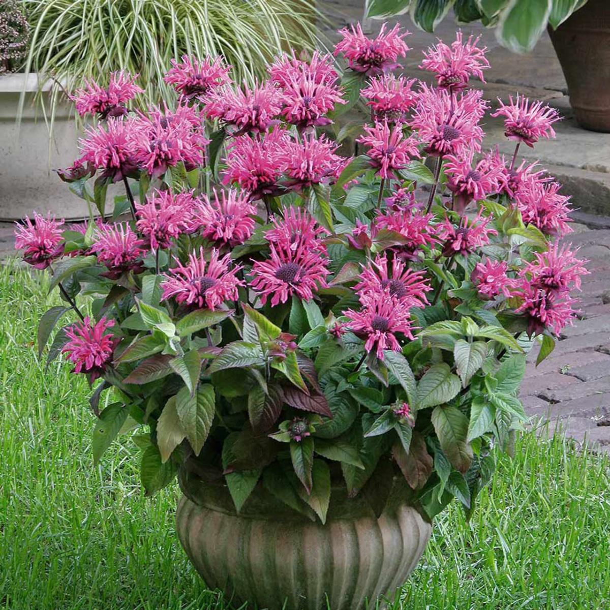 monarda