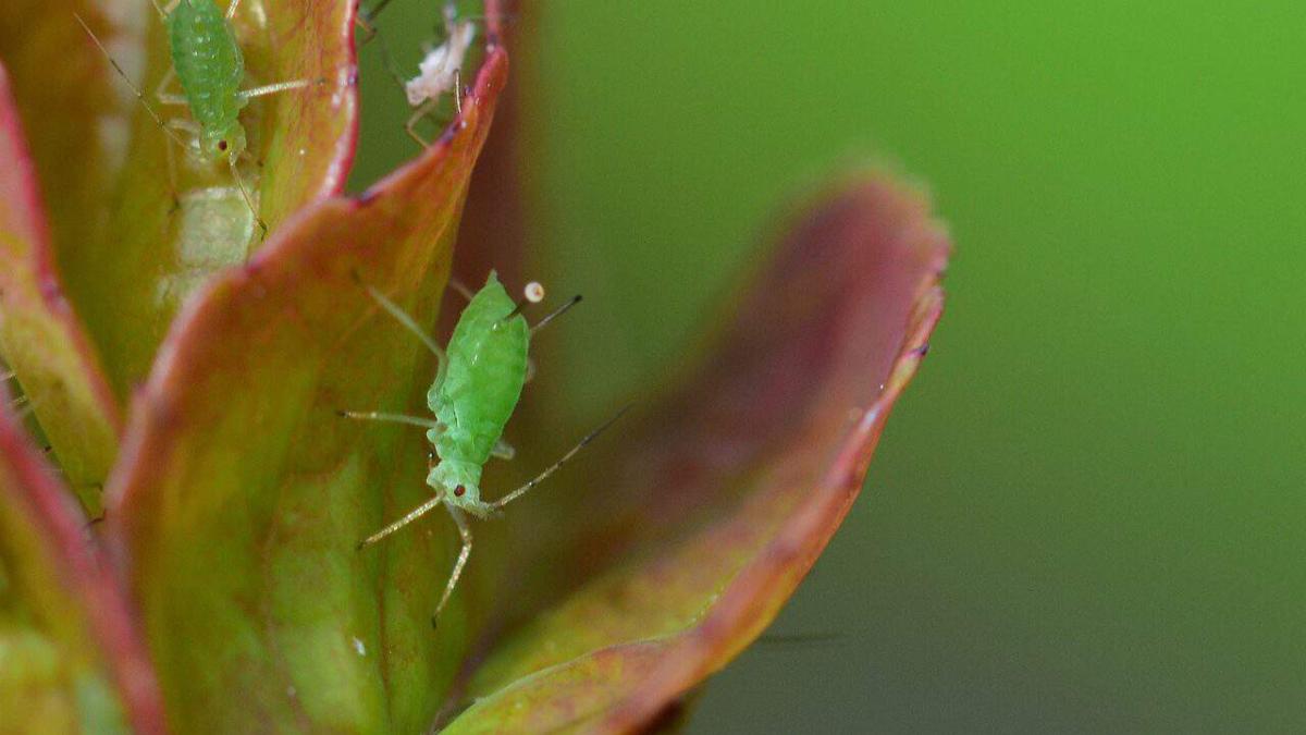 aphid
