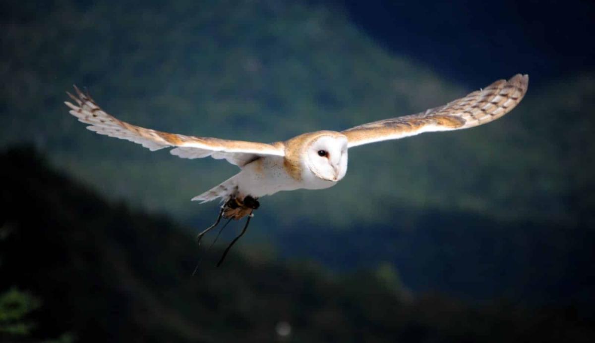 barn owl flying 1600x925 1