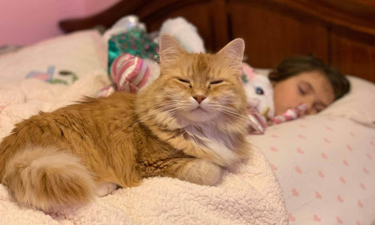 Άνθρωποι που κοιμούνται στο ίδιο κρεβάτι με τα κατοικίδιά τους εμφανίζουν 7 χαρακτηριστικά 1 d82c8c10 christopher ryan dgcvq4ypdoe unsplash