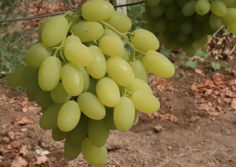 Το φρούτο με τα περισσότερα φυτοφάρμακα στην Ελλάδα 2 stigmiotypo othonis 2024 06 13 080010