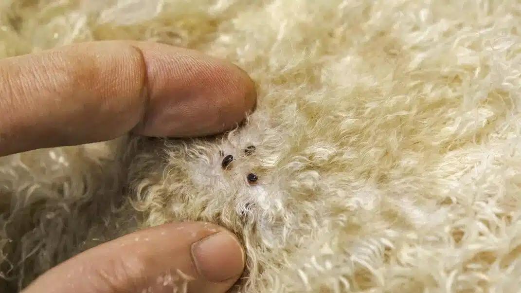 Tο κόλπο για να απαλλαγούν τα κατοικίδιά σας από τους ψύλλους με μηδέν προσπάθεια 1 1