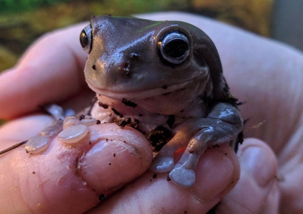 stigmiotypo othonis 2025 11 01 13.59.09