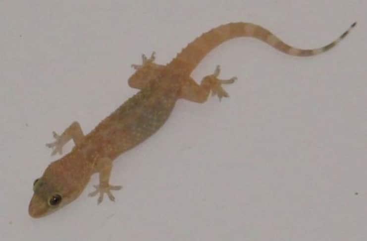 Αυτό το πλάσμα σε προστατεύει αθόρυβα χωρίς να το ξέρεις 1 6d81e071d10e409daba541a2576654b0