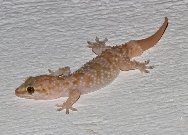 Αυτό το πλάσμα σε προστατεύει αθόρυβα χωρίς να το ξέρεις 2 gid7 dt20200418 113152 6