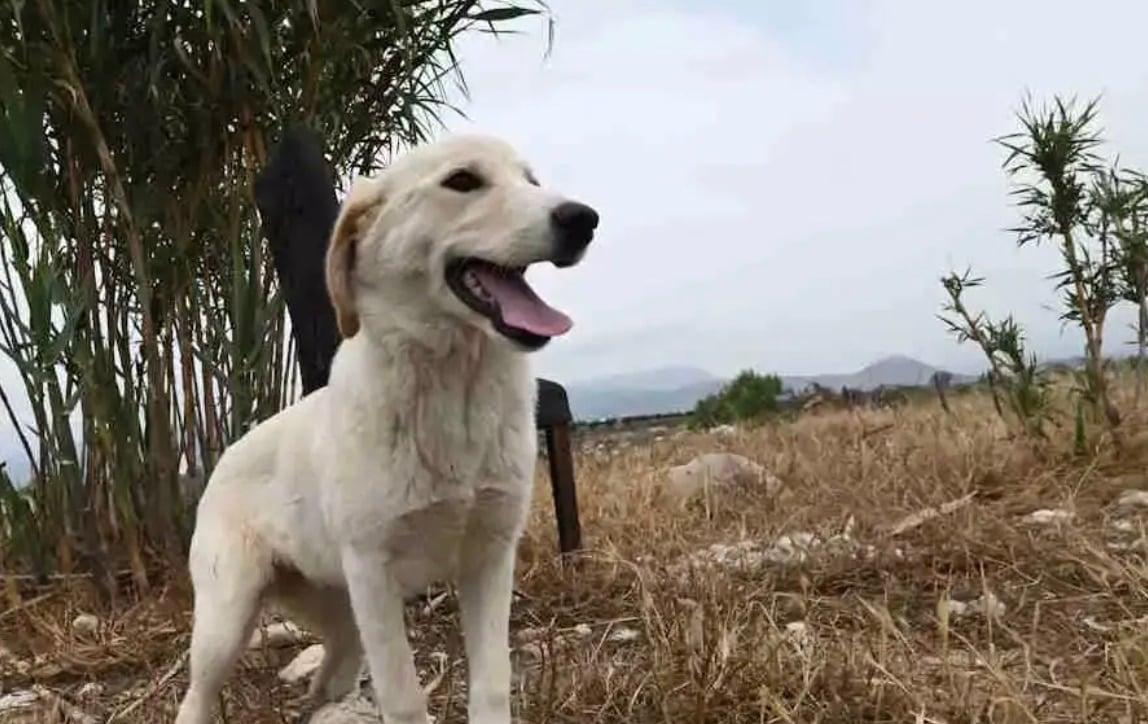 stigmiotypo othonis 2025 11 11 22.10.49