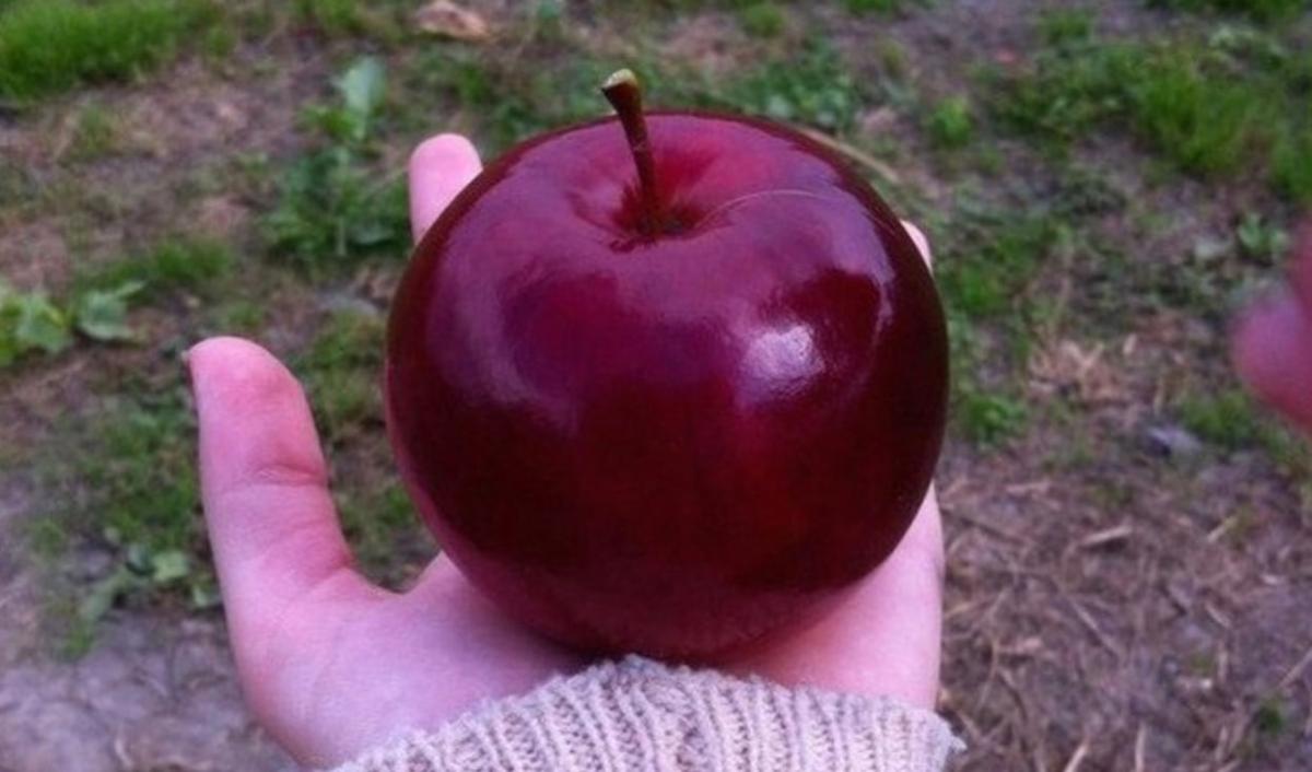 Οι γιατροί αποκαλύπτουν ότι η κατανάλωση μήλων προκαλεί… 3 stigmiotypo othonis 2025 11 12 15.30.56