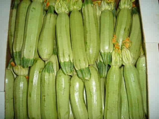 kolokythia pefaniscomgr