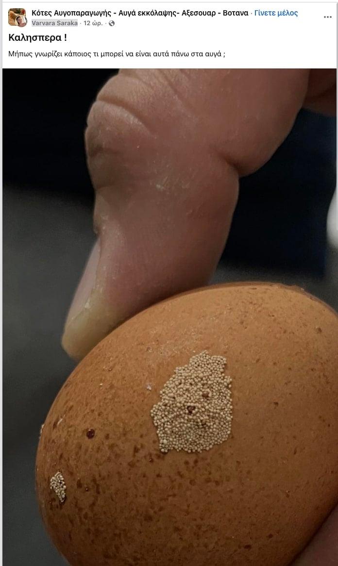 Μήπως γνωρίζει κάποιος τι μπορεί να είναι αυτά πάνω στα αυγά; 1 stigmiotypo othonis 2025 11 14 22.54.26