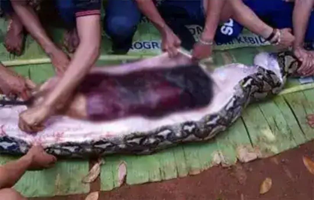 Πύθωνας 5 μέτρων καταβρόχθισε γυναίκα – Προσοχή σκληρές εικόνες 3