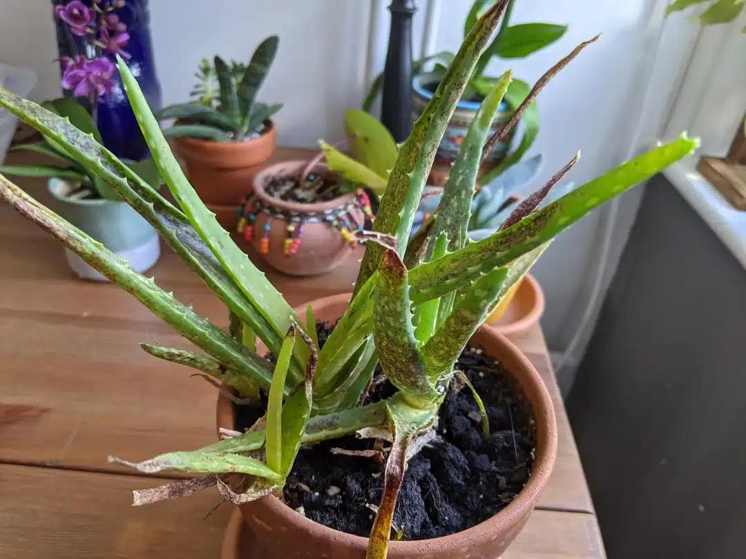 Μας είπαν ότι η Αλόη κάνει καλό στην Υγεία και το Δέρμα. Κανείς δεν μας λέει όμως ότι 2