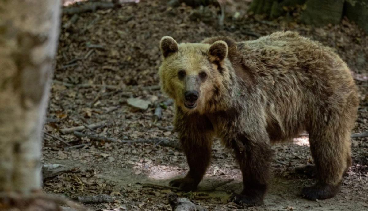 Σοκ στη Δράμα: Σκότωσαν με τον πιο άκαρδο και φριχτό τρόπο νεαρή αρκουδίτσα 1 stigmiotypo othonis 2025 11 17 17.26.00