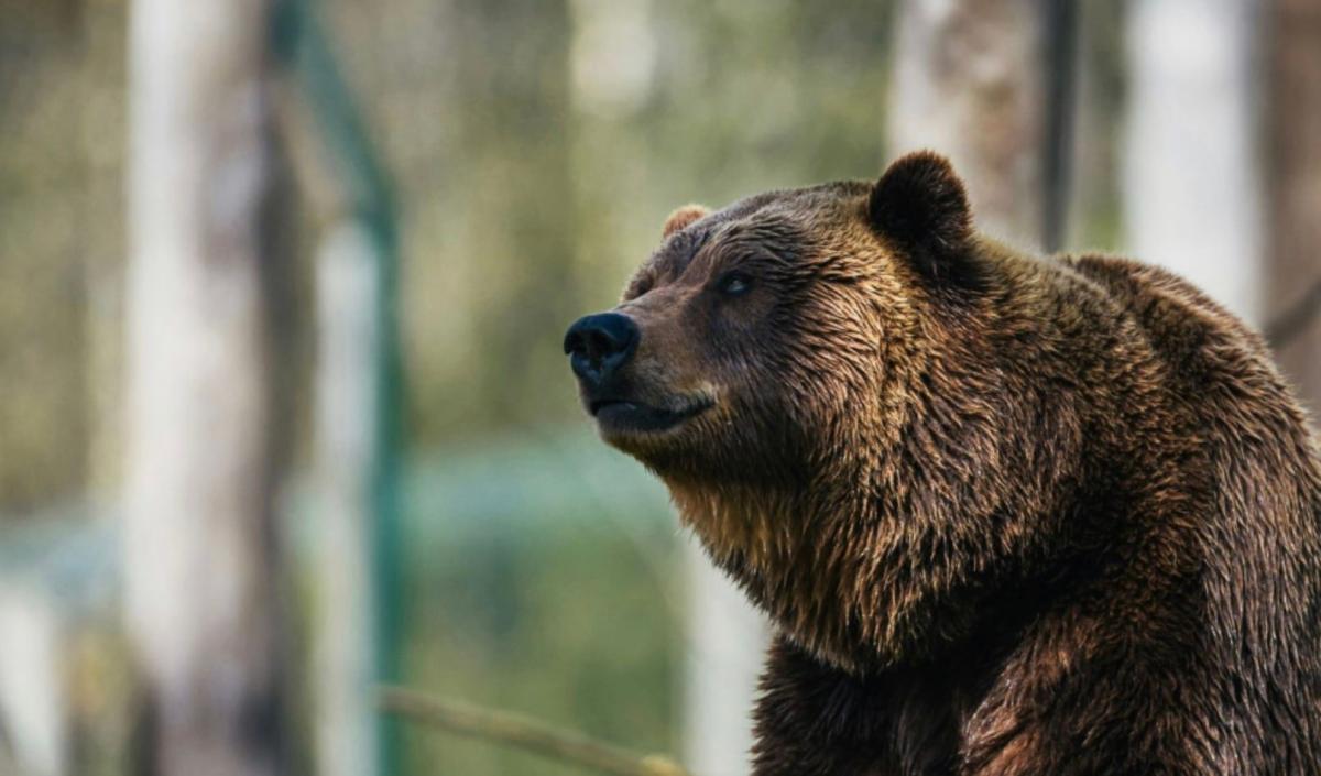 Σοκ στη Δράμα: Σκότωσαν με τον πιο άκαρδο και φριχτό τρόπο νεαρή αρκουδίτσα 2 stigmiotypo othonis 2025 11 17 17.27.25