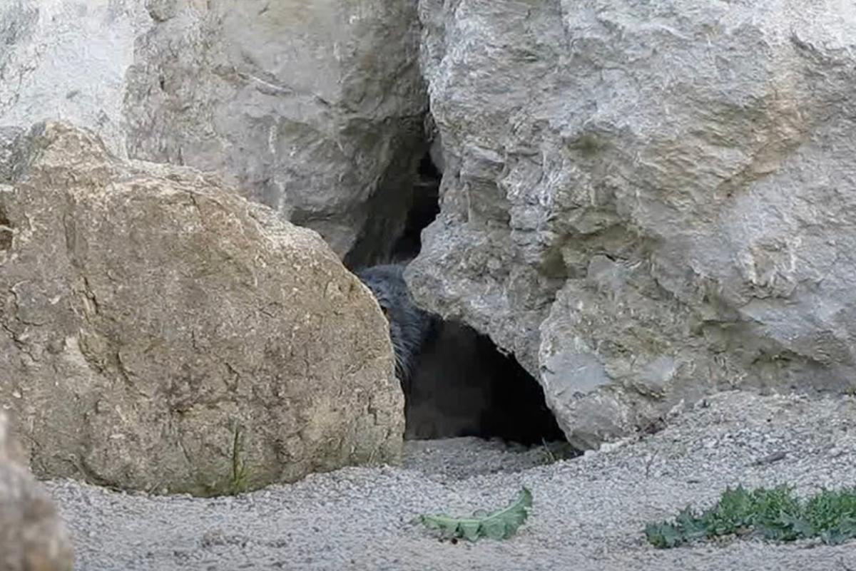 Έβαλαν κάμερα έξω από αυτήν τη σπηλιά. Έπαθαν την πλάκα τους όταν είδαν τι κατέγραψε 1 stigmiotypo othonis 2025 07 26 19.32.59
