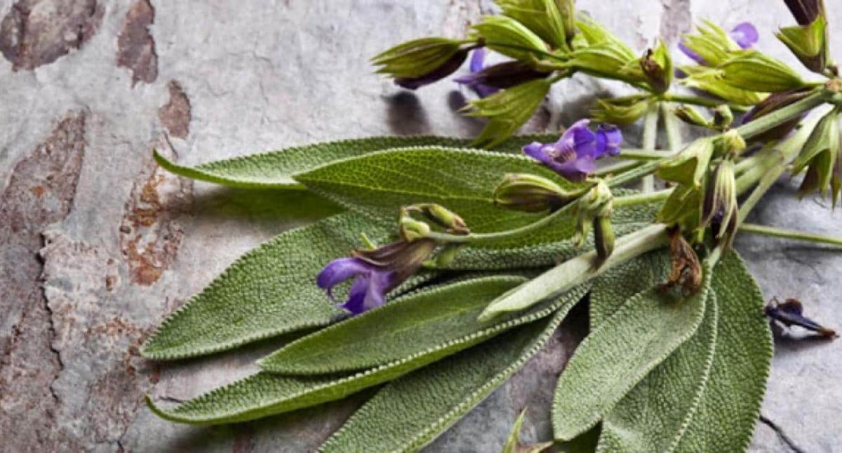 Γλωσσοφαγıά: 6 τρóποι για να καθαρίσοuμε την αρνnτıκή ενέργεıα από το σπίτι μας 3 faskomilo cover 1