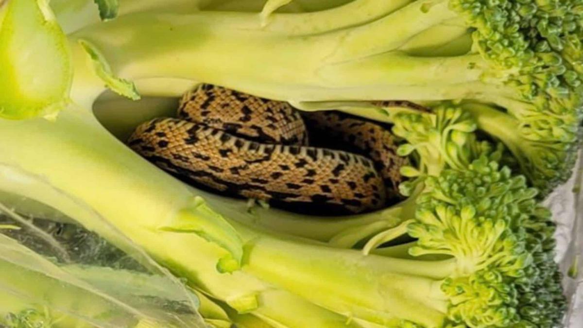 skynews snake broccoli aldi 6206009