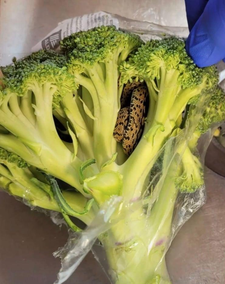 stigmiotypo othonis 2025 11 23 13.31.47