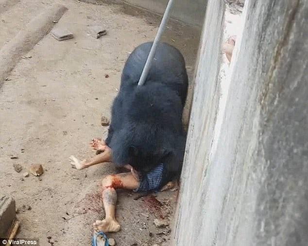 Άνδρας ξέφυγε από αρκούδα που τον «έτpωγε ζωντανó» 3 42e769f300000578 4754042 the monks in phetchabun keep around two dozen wild boars in a sm m 59 1501687575363