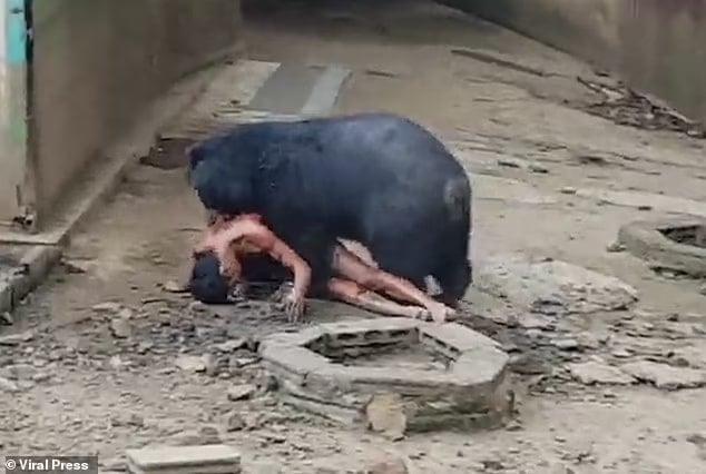 Άνδρας ξέφυγε από αρκούδα που τον «έτpωγε ζωντανó» 8 92337577 14110701 image m 37 1732206500228