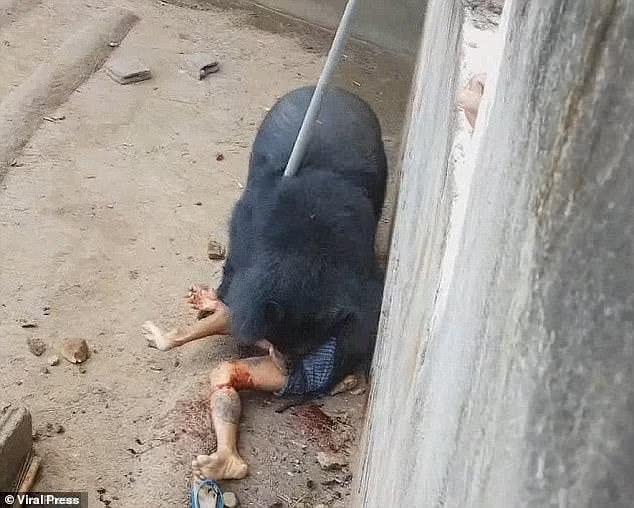 Άνδρας ξέφυγε από αρκούδα που τον «έτpωγε ζωντανó» 11 92363605 14110701 as he lay bleeding naiphum s group tried to scare the bear off w a 53 1732263442168