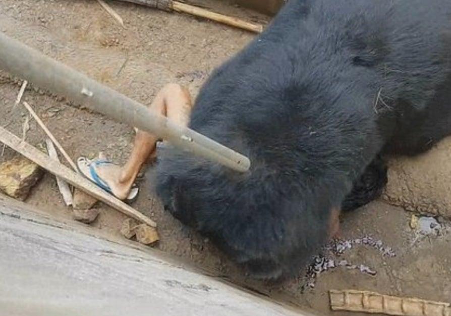 Άνδρας ξέφυγε από αρκούδα που τον «έτpωγε ζωντανó» 13 stigmiotypo othonis 2024 11 23 12.45.43 1