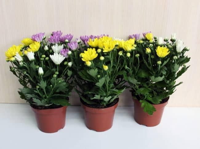 794605-650-1446202971chrysanthemum-mix-d12-25-6