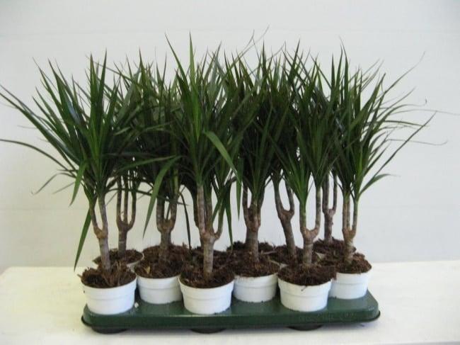794755-650-1446202971dracena-marginata