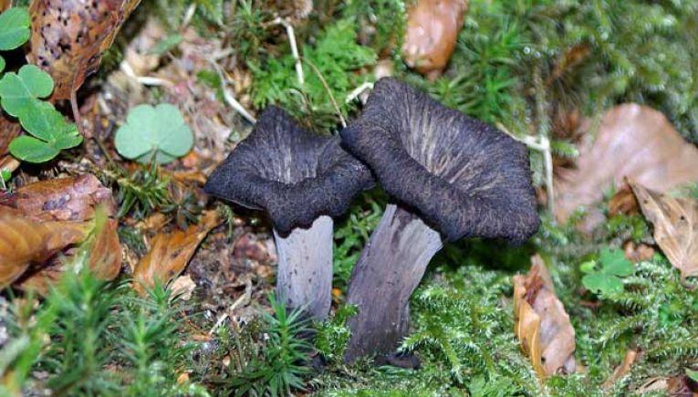 craterellus cornucopioides