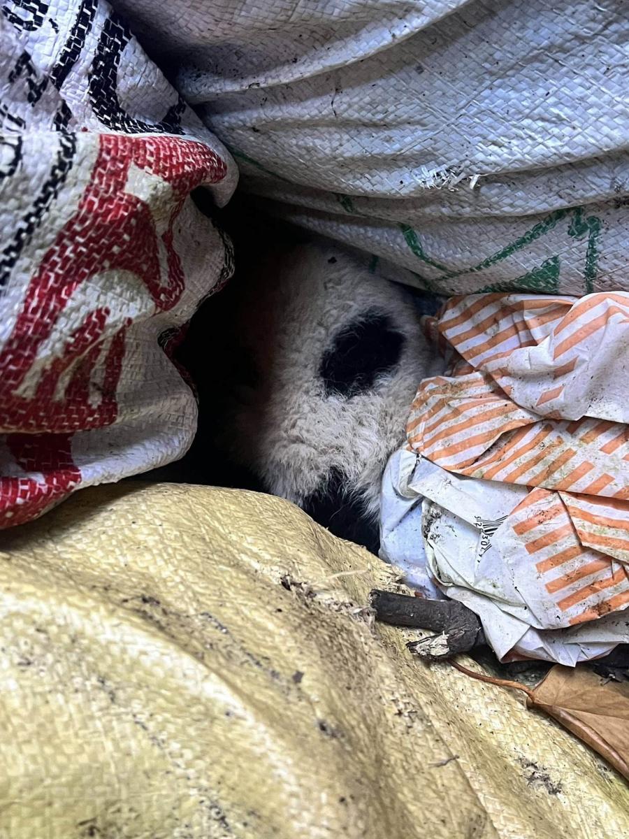 592272628 4360984250855184 9065738580707140862 n