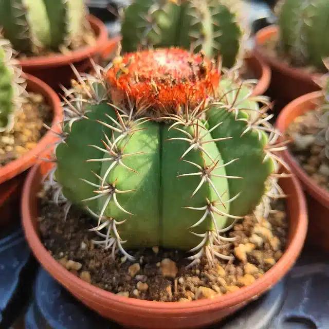 whats your favorite cactus v0 cakjg98en2yc1