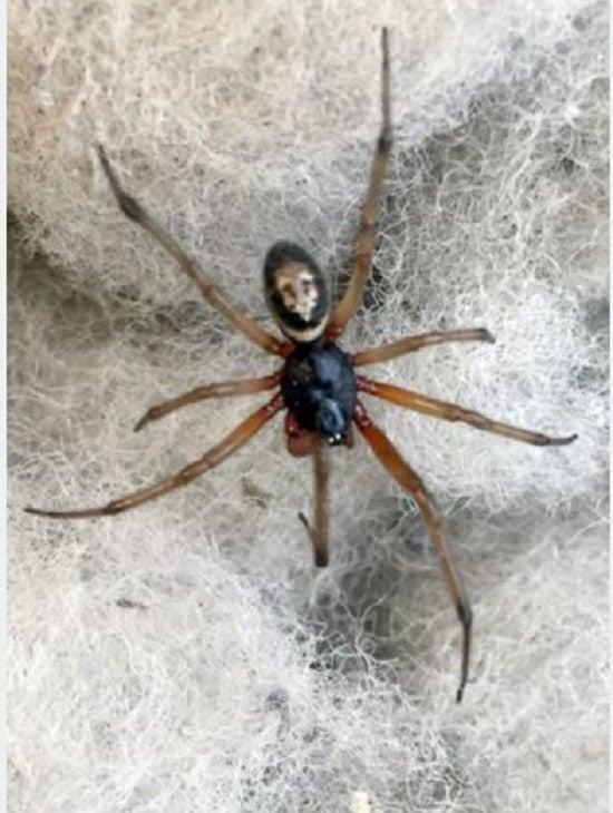 Απίστευτο 1