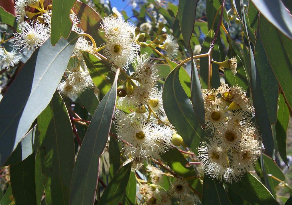 eucalyptus