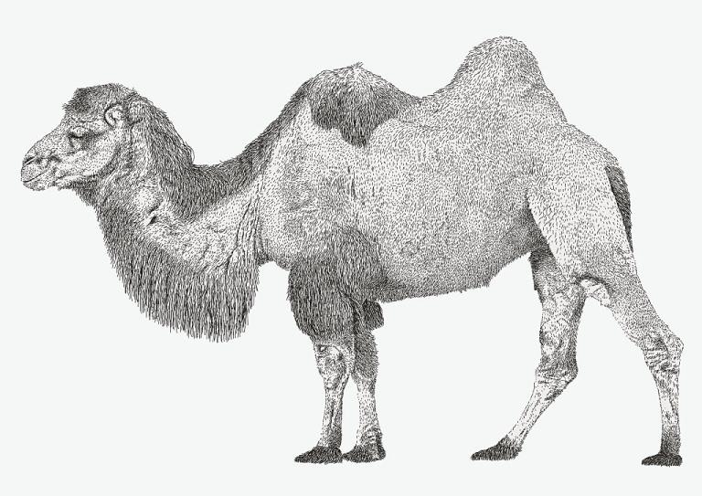 Είδατε πρώτα μια χελώνα ή μια καμήλα; Τι αποκαλύπτει αυτό για το πώς λειτουργεί ο εγκέφαλός σας 2 12 2 5 768x543 1