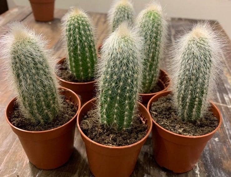 cleistocactus uhod