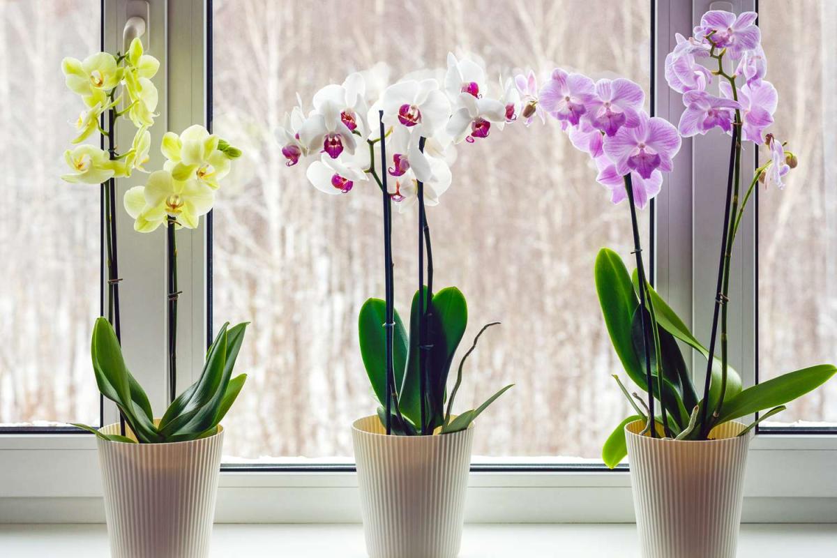 pruning orchids getty 0523 a8d01230386246bbb4c4cc8eaa7d9af5