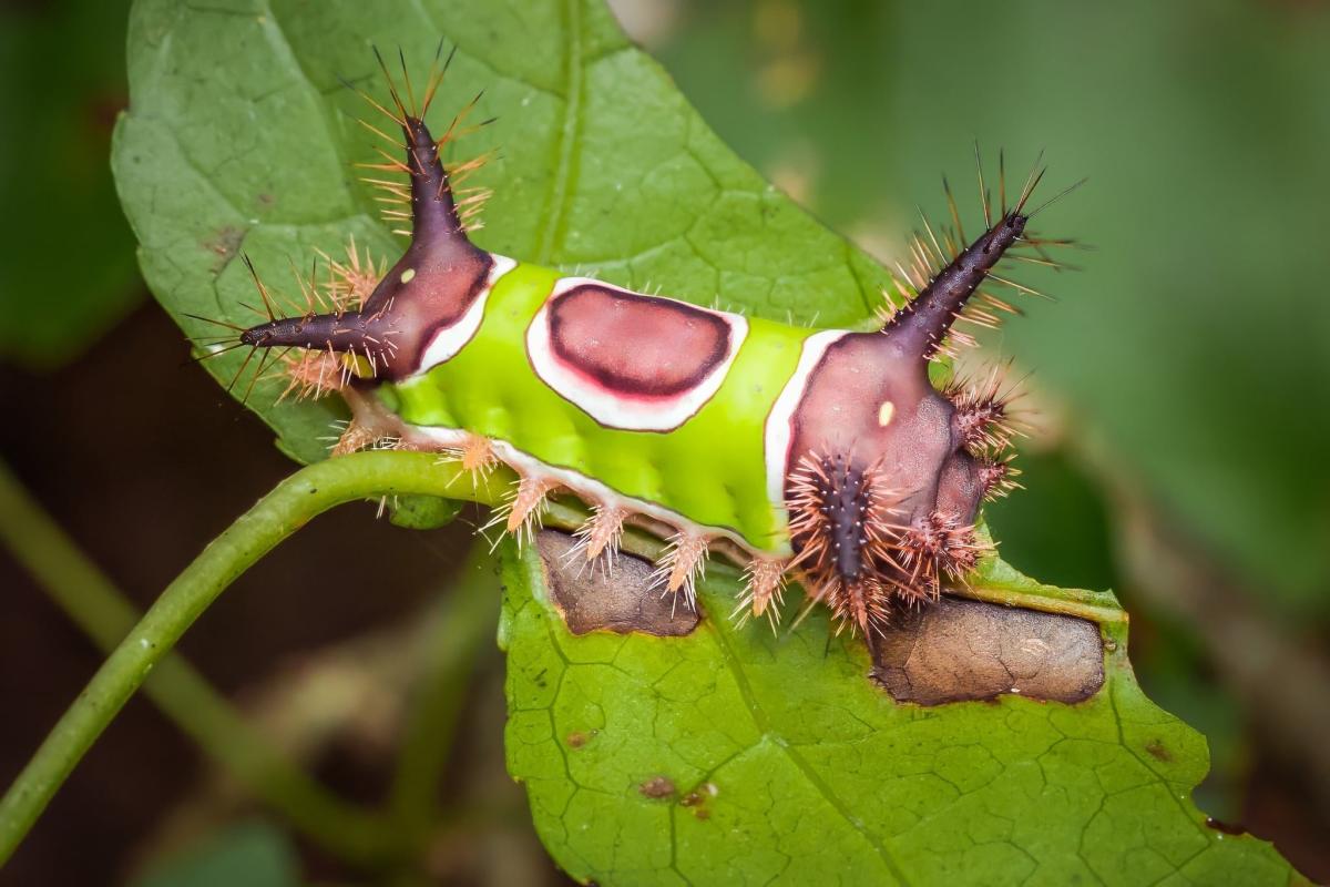 saddleback caterpillar moth madison county ga usa imported from inaturalist photo 560684599