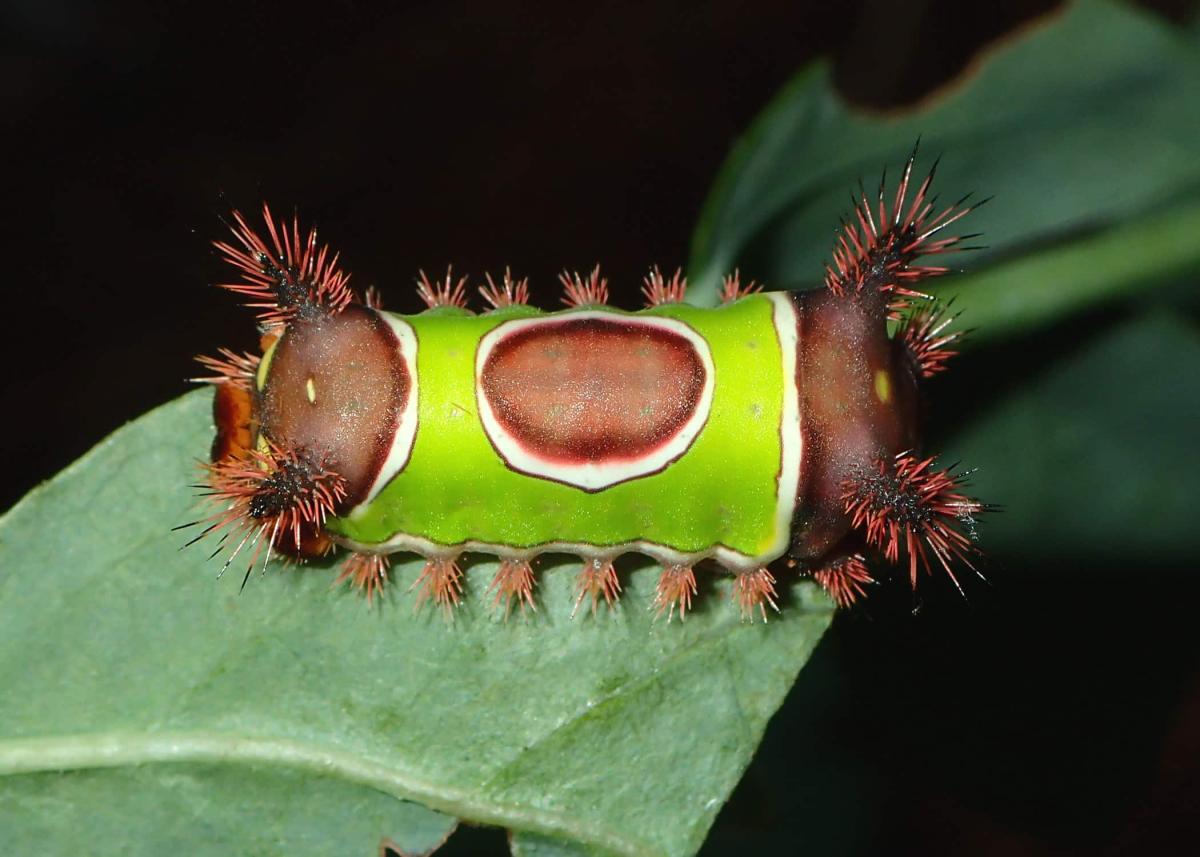 saddleback caterpillar tmrz