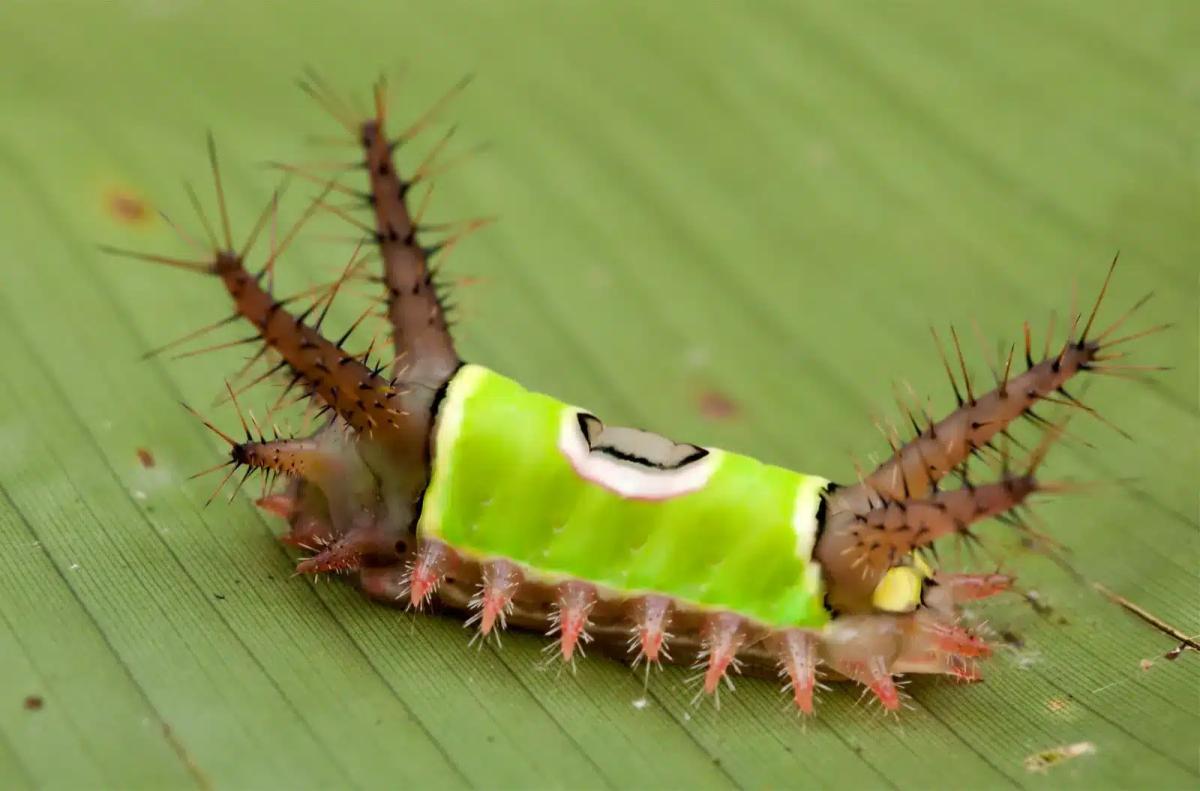 slug caterpillar moth saddleback caterpillar