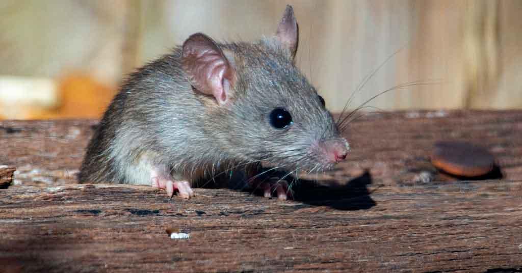 Τι σημαίνει αν εμφανιστεί ένα ποντίκι στο σπίτι σας και τι πρέπει να κάνετε 1 antimetopisi eisvolis pontikion