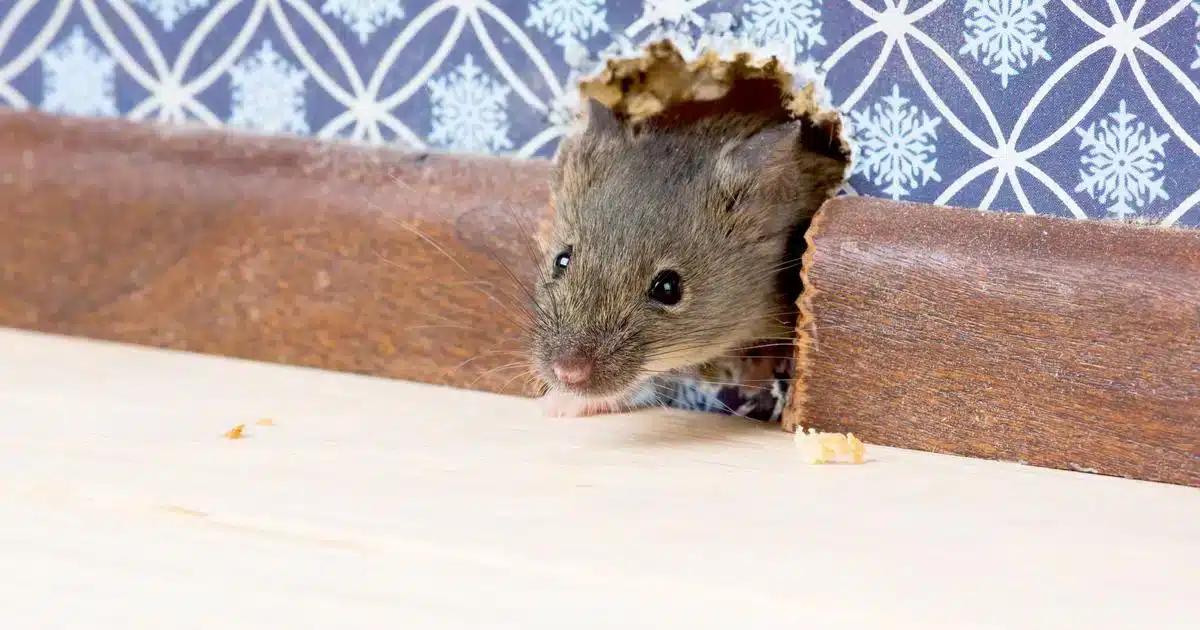 Τι σημαίνει αν εμφανιστεί ένα ποντίκι στο σπίτι σας και τι πρέπει να κάνετε 2 1dda9554d7c82933135a8723b8ddb18b2cb8c156473157dcded252a724e8b2e3.jpg