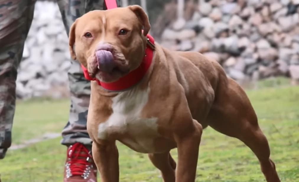 Τραγωδία στην Ζάκυνθο: Νεκρό παιδί 18 μηνών μετά από επίθεση σκύλου 1 pitmpoyl