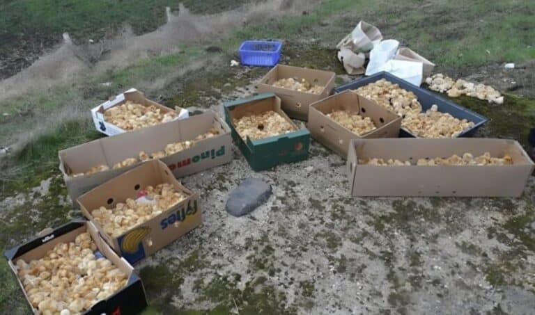 Καθώς περπατούσα στο δάσος, παρατήρησα μερικές περίεργες κίτρινες μπάλες που έμοιαζαν με μανιτάρια. Aυτό που ήταν στην πραγματικότητα με εξέπληξε 1 frrchutik03 768x453 1