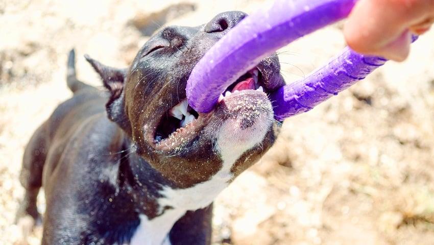 Ο μύθος του δολοφόνου Πίτμπουλ: Αυτή είναι η αλήθεια για την πιο παρεξηγημένη ράτσα σκύλων 5 Μύθοι και αλήθειες για τα Πίτμπουλ: Τι πραγματικά συμβαίνει με την πιο παρεξηγημένη ράτσα σκύλου;